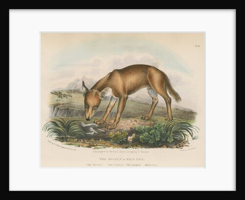 'The Kolsun, or Wild Dog' [Dhole] by Thomas Fairland