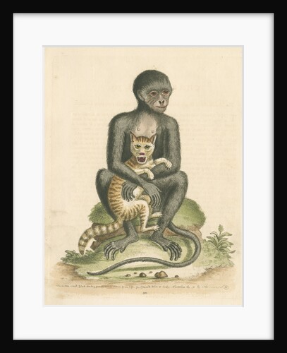'The Middle-sized Black Monkey' by George Edwards
