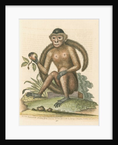 'The Bush-tailed Monkey' by George Edwards