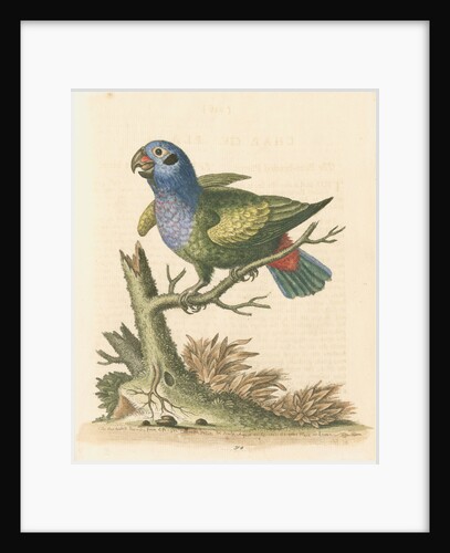 'The Blue-headed Parrot' by George Edwards