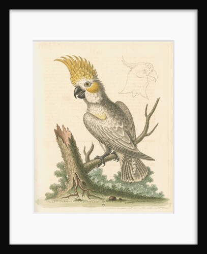 'The Lesser White Cockatoo with a Yellow Crest' by George Edwards