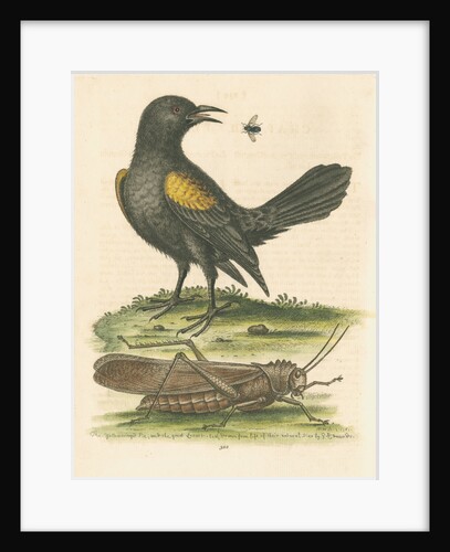'The Yellow-winged Pye, and Greatest Locust' by George Edwards