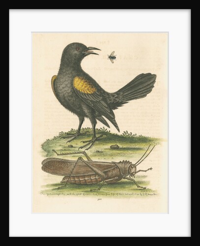 'The Yellow-winged Pye, and Greatest Locust' by George Edwards