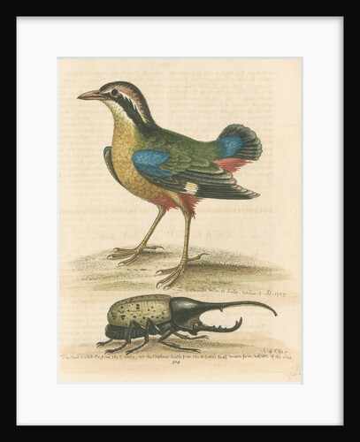 'The Short-tailed Pye &c.' by George Edwards