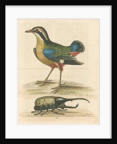 'The Short-tailed Pye &c.' by George Edwards