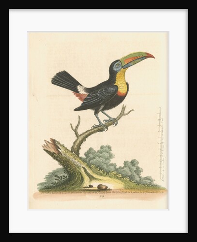 'The Yellow-breasted Toucan' by George Edwards