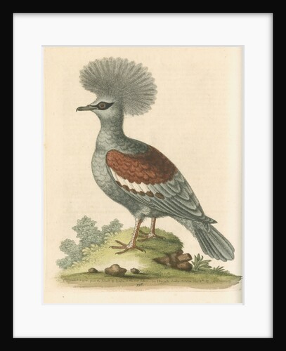 'The Great Crowned Indian Pigeon' by George Edwards