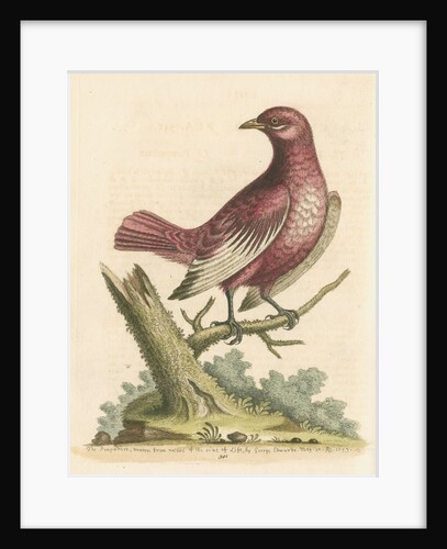 'The Pompadour [Pompadour cotinga]' by George Edwards