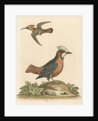 'The White-faced Manakin, and the Ruby-crested Humming-Bird' by George Edwards