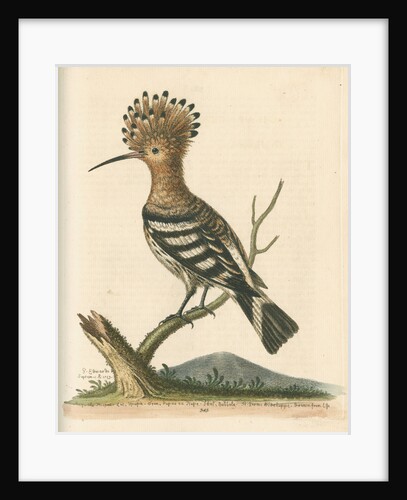 'The Hoopoe' by George Edwards