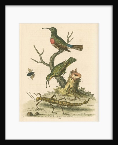 'The Red-breasted Green Creeper, and the Spotted Green Creeper, &c.' by George Edwards