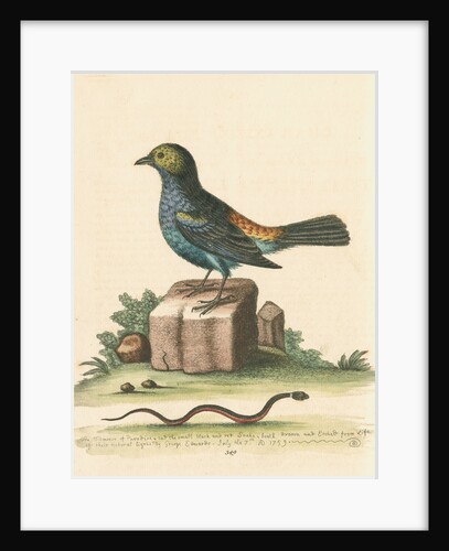 'The Tit-mouse of Paradise' by George Edwards