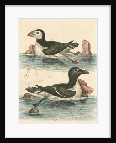 'The Puffin, and the Razor-bill' by George Edwards