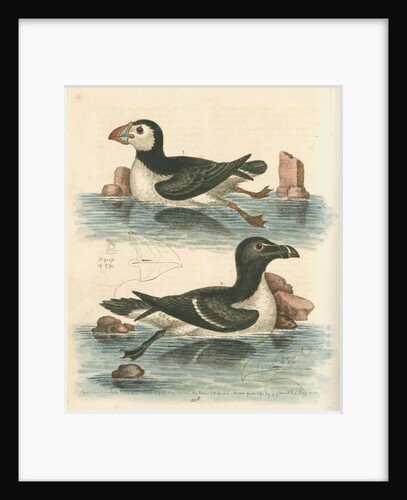 'The Puffin, and the Razor-bill' by George Edwards