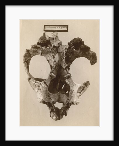 Thylacoleo fossil skull by Anonymous