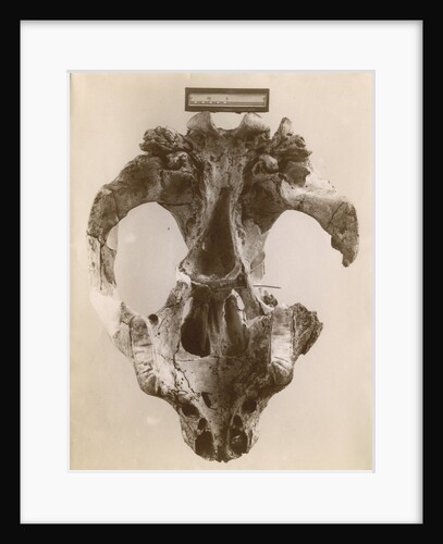 Thylacoleo fossil skull by Anonymous