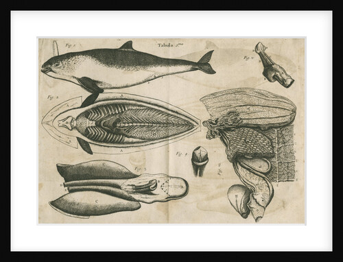 Anatomy of the porpoise by Anonymous