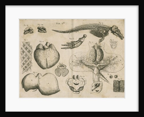 Anatomy of the porpoise by Anonymous