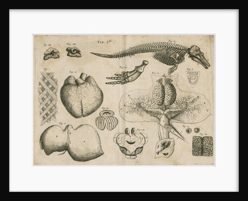 Anatomy of the porpoise by Anonymous
