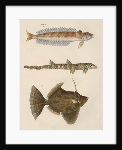 Studies of three fishes from Australia by Anonymous