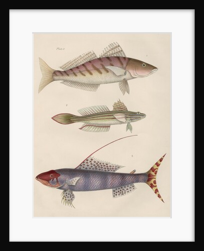 Studies of three fishes from Australia by Anonymous