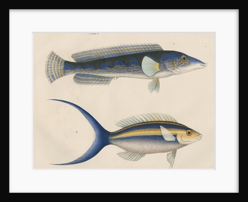 Studies of two fishes from Australia by Anonymous