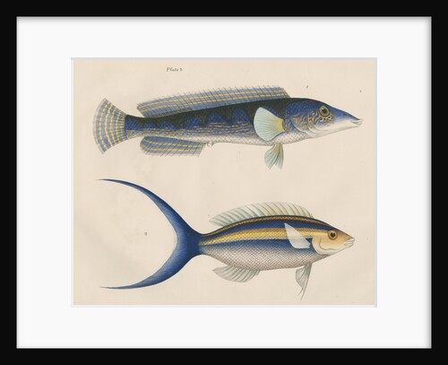 Studies of two fishes from Australia by Anonymous
