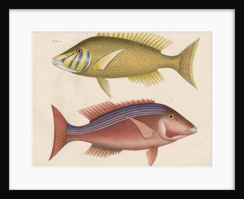 Studies of two fishes from Australia by Anonymous