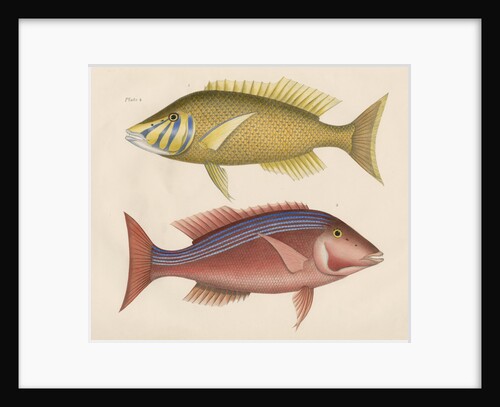 Studies of two fishes from Australia by Anonymous