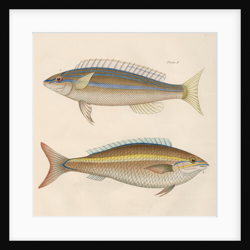 Studies of two fishes from Australia by Anonymous