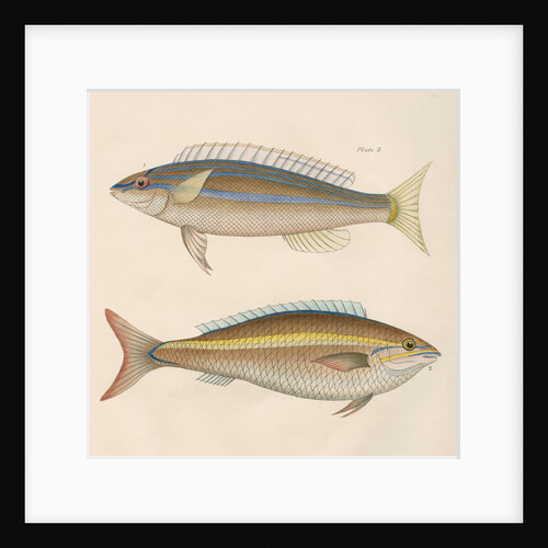 Studies of two fishes from Australia by Anonymous
