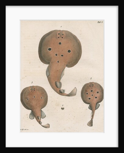 Common torpedo by unknown