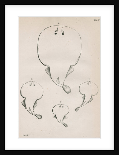 Four specimens of torpedo by unknown