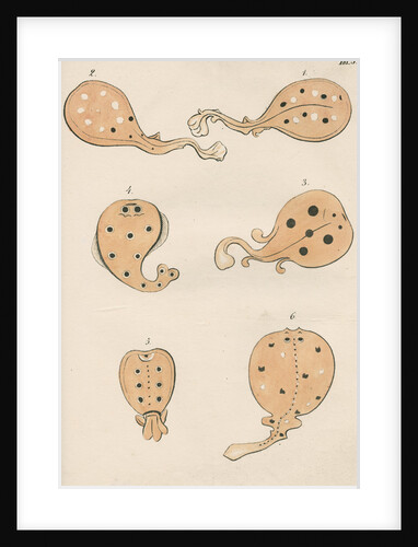 Torpedo rays in antiquity by unknown