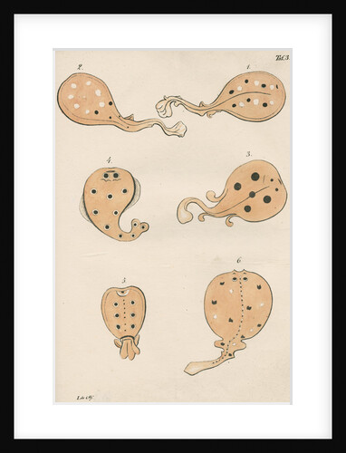 Torpedo rays in antiquity by unknown
