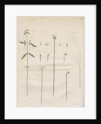 The germination of hemp plants by Richard Reeve