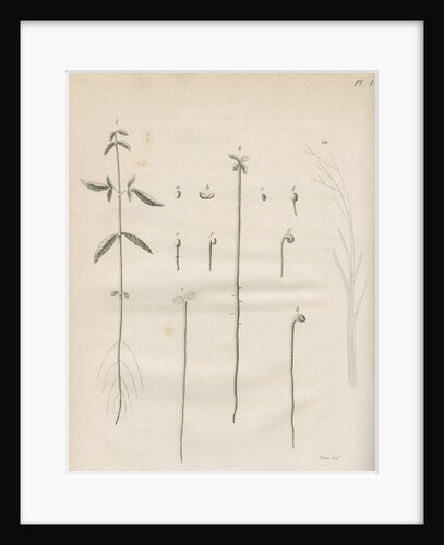 The germination of hemp plants by Richard Reeve