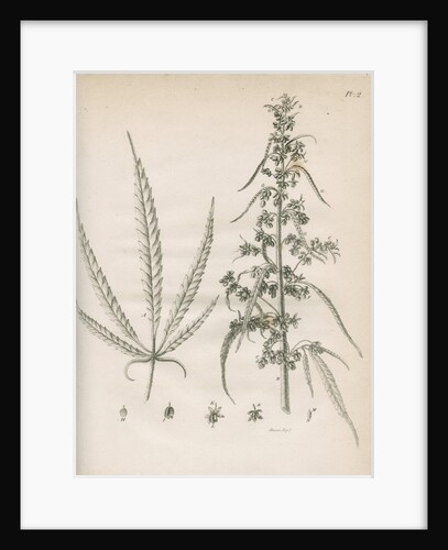 Male hemp plant by Richard Reeve