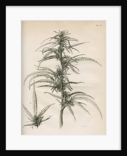 Female hemp plant by Richard Reeve