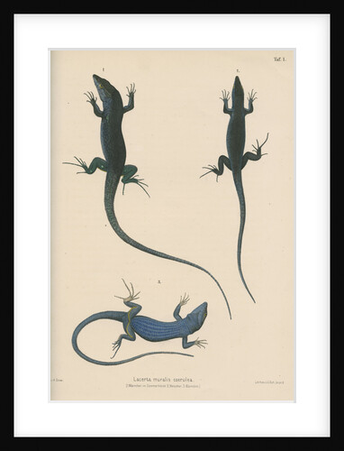 Blue lizard of Capri by J G Bach