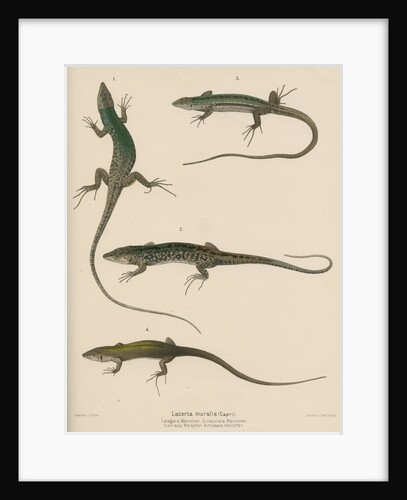 Italian wall lizard by J G Bach