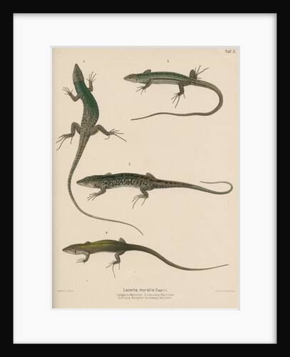Italian wall lizard by J G Bach