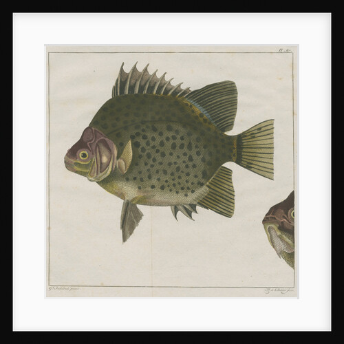 Spotted scat by F de Bakker