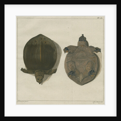 Asiatic softshell turtle by F de Bakker