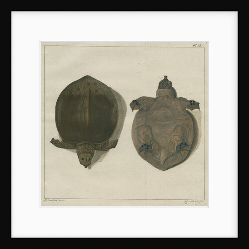 Asiatic softshell turtle by F de Bakker
