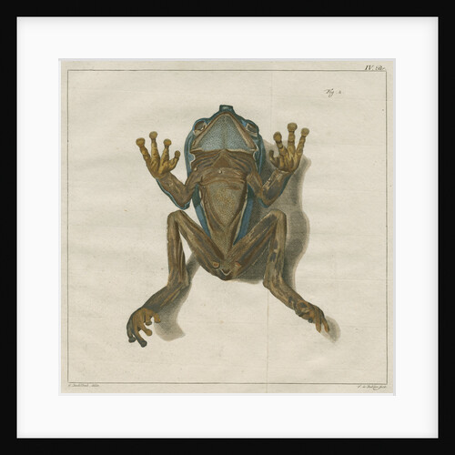 Giant leaf frog by F de Bakker