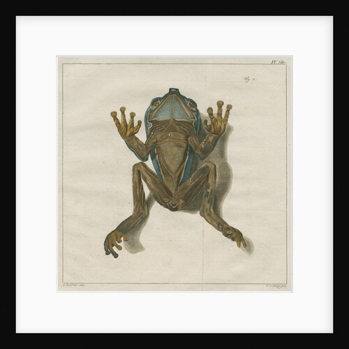 Giant leaf frog by F de Bakker