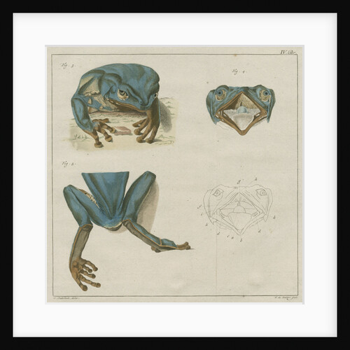 Giant leaf frog by F de Bakker