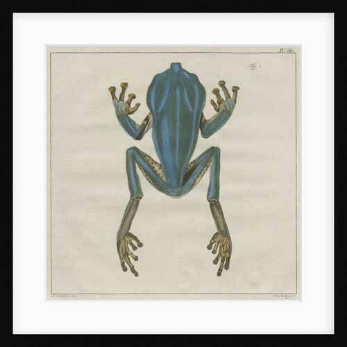 Giant leaf frog by F de Bakker