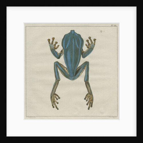 Giant leaf frog by F de Bakker